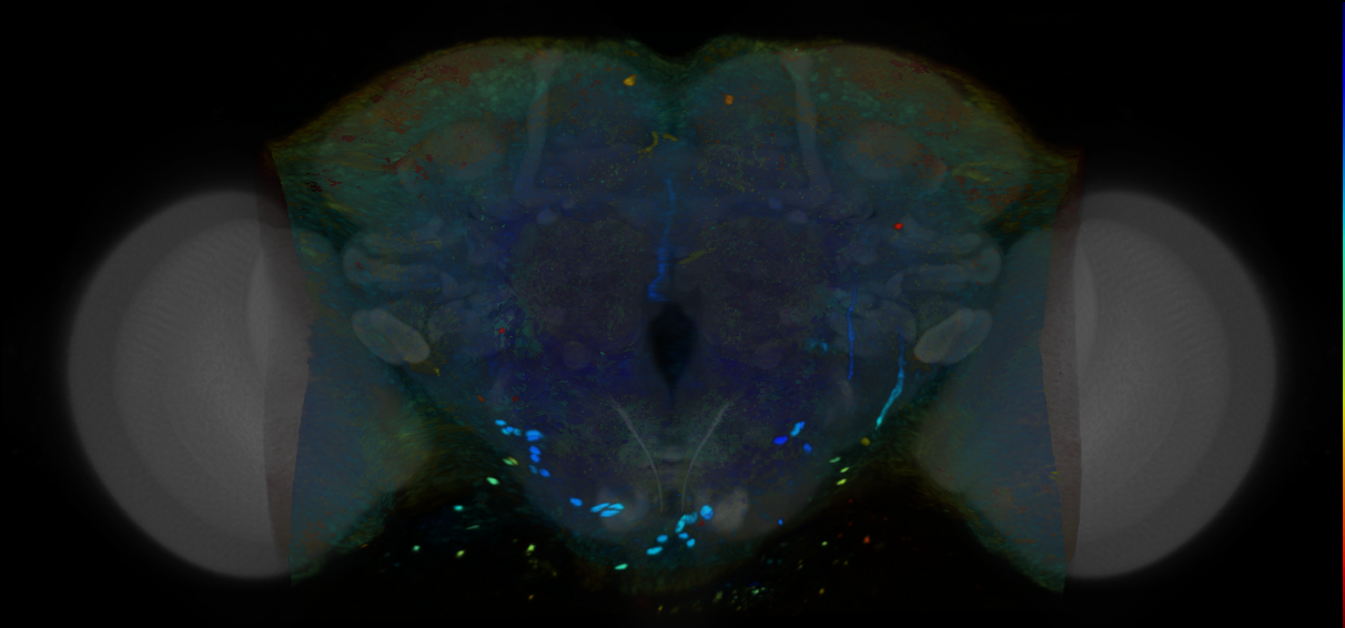 P{VT055602-GAL4} expression pattern