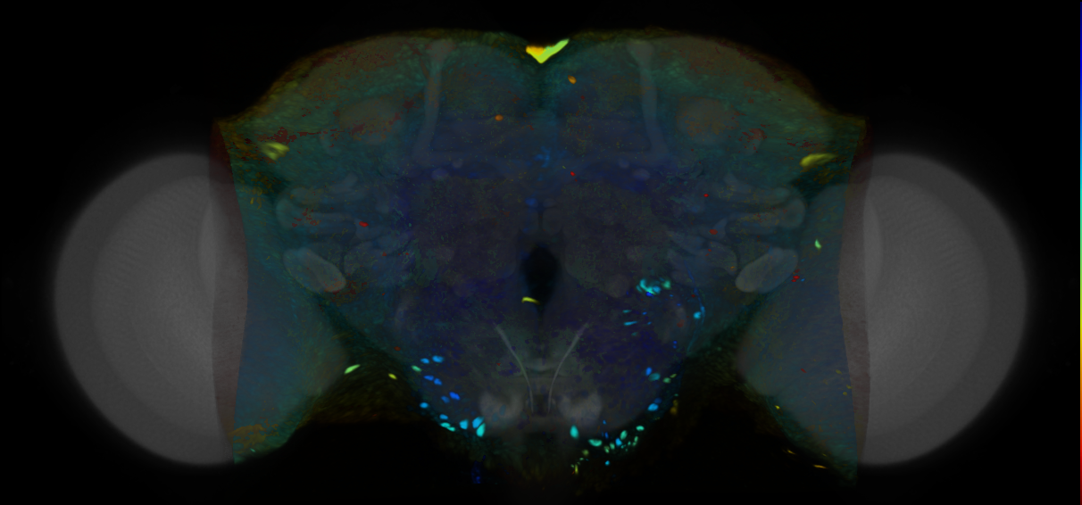 P{VT055602-GAL4} expression pattern