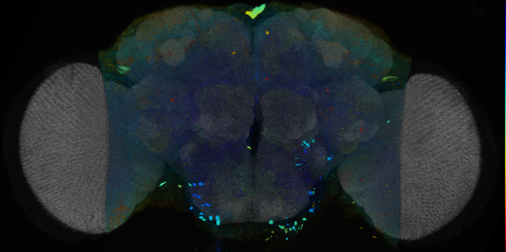 P{VT055602-GAL4} expression pattern