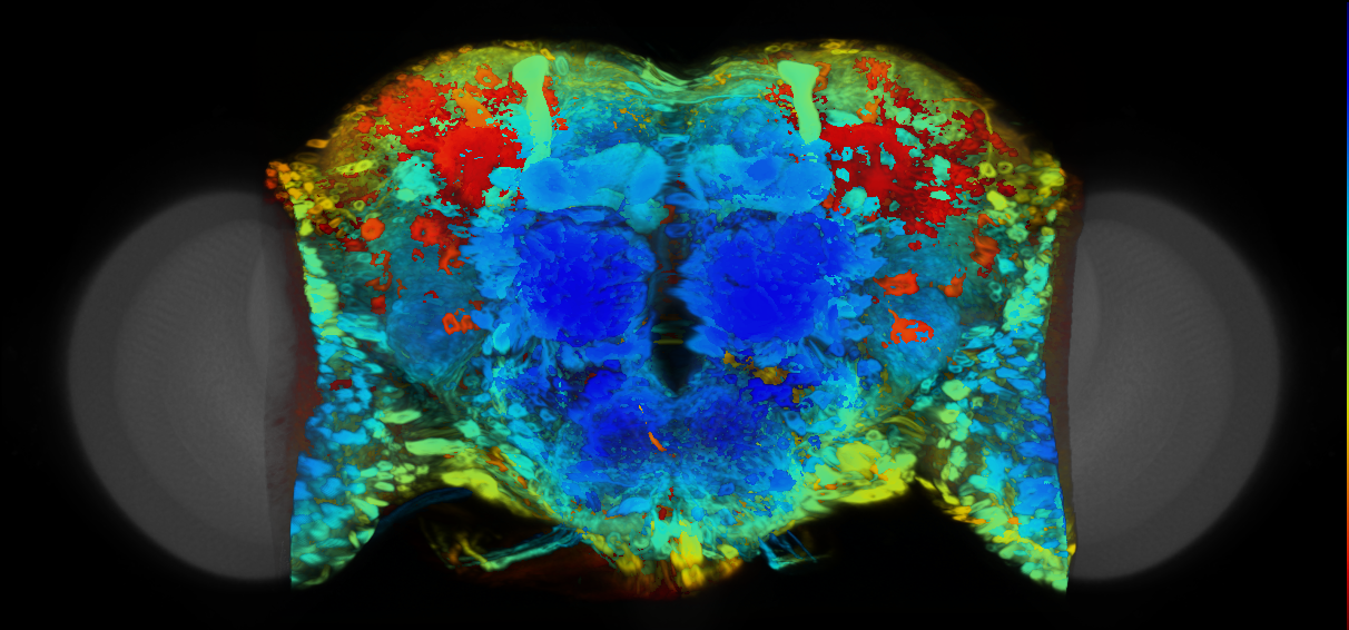P{VT055650-GAL4} expression pattern