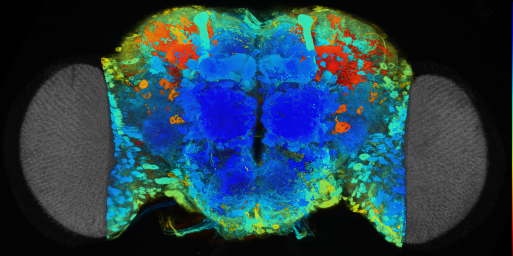 P{VT055650-GAL4} expression pattern