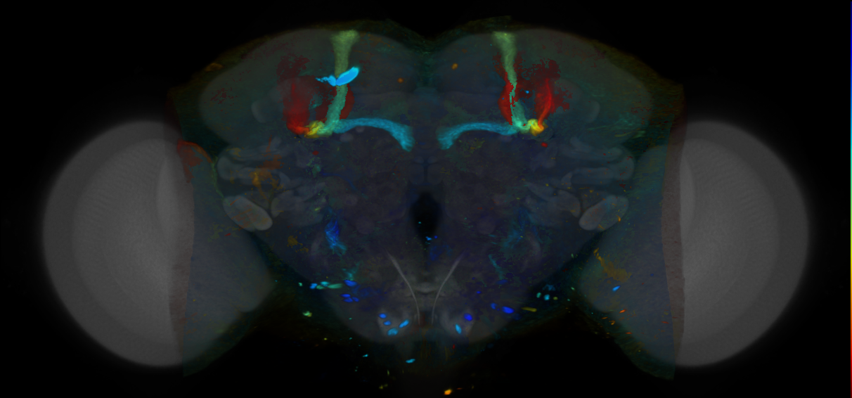 P{VT055656-GAL4} expression pattern