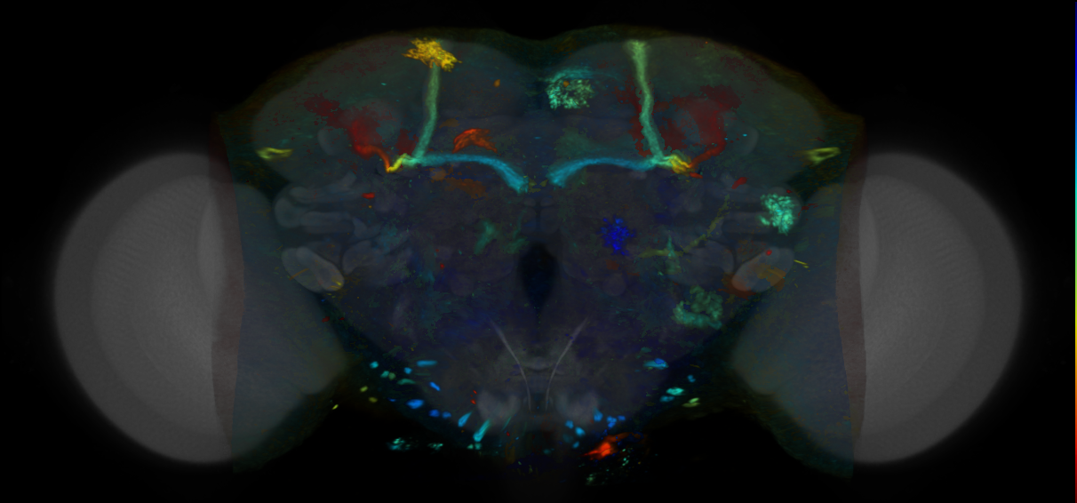 P{VT055656-GAL4} expression pattern