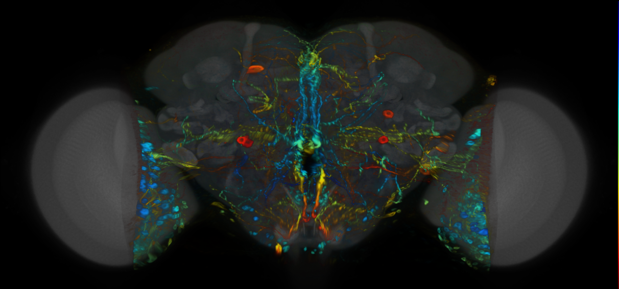 P{VT055844-GAL4} expression pattern