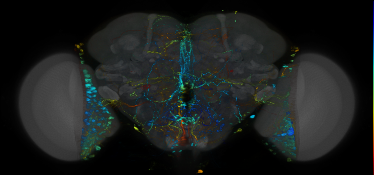 P{VT055844-GAL4} expression pattern