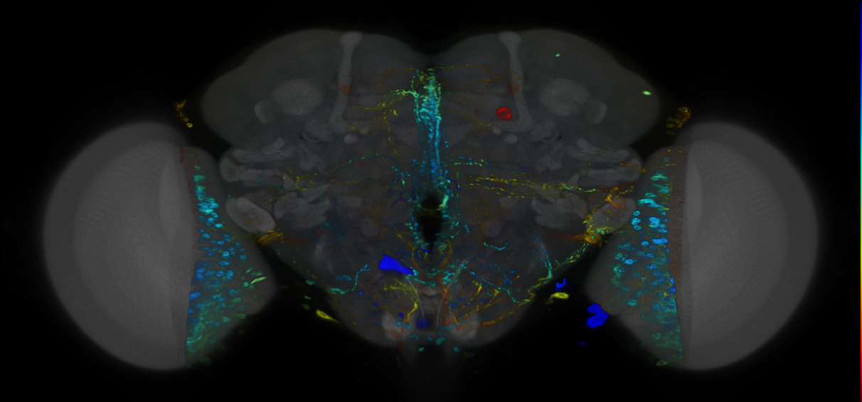 P{VT055844-GAL4} expression pattern