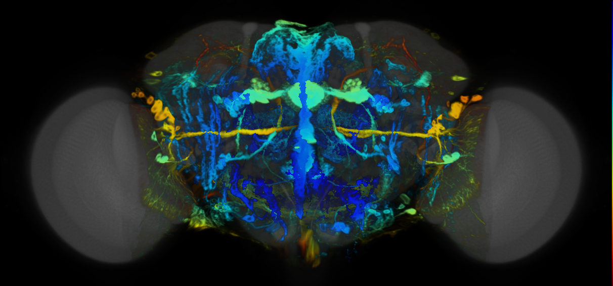 P{VT055855-GAL4} expression pattern