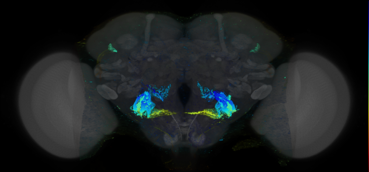 P{VT055898-GAL4} expression pattern