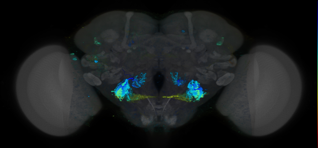 P{VT055898-GAL4} expression pattern