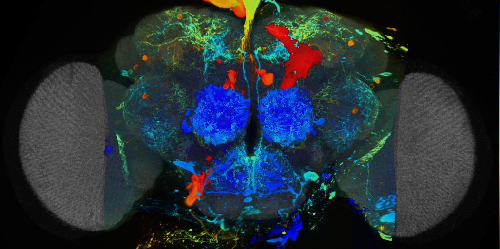P{VT055907-GAL4} expression pattern
