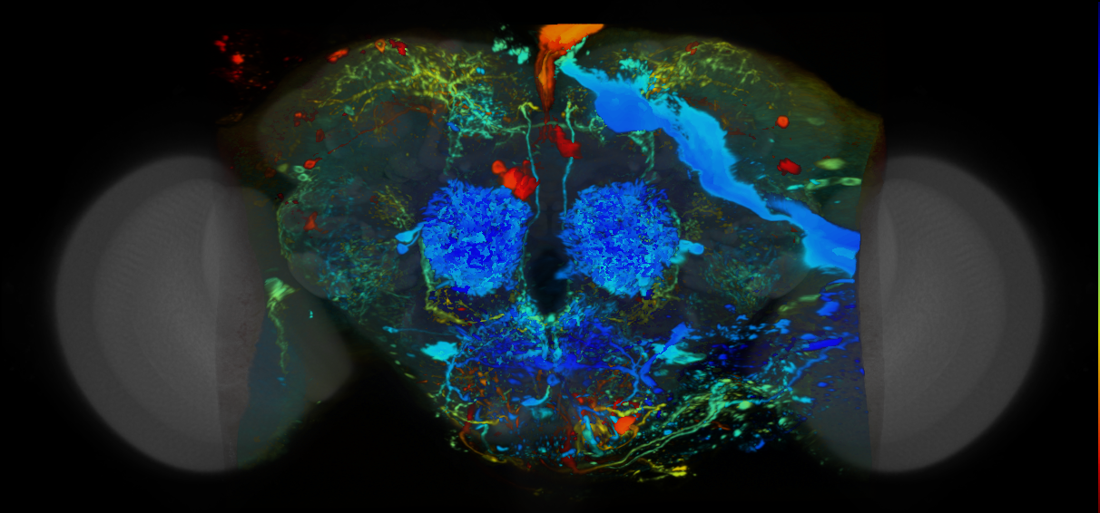 P{VT055907-GAL4} expression pattern