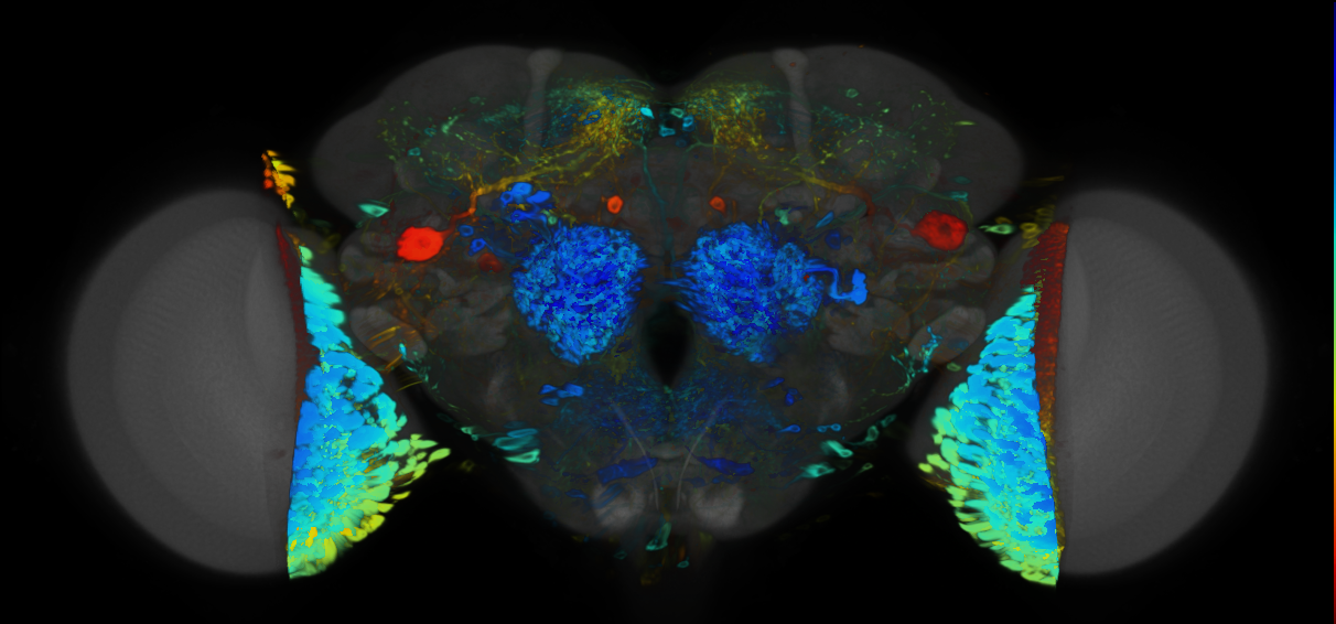 P{VT055985-GAL4} expression pattern