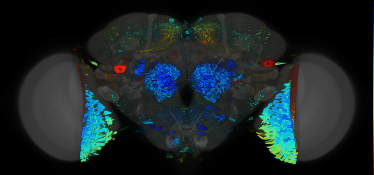 P{VT055985-GAL4} expression pattern