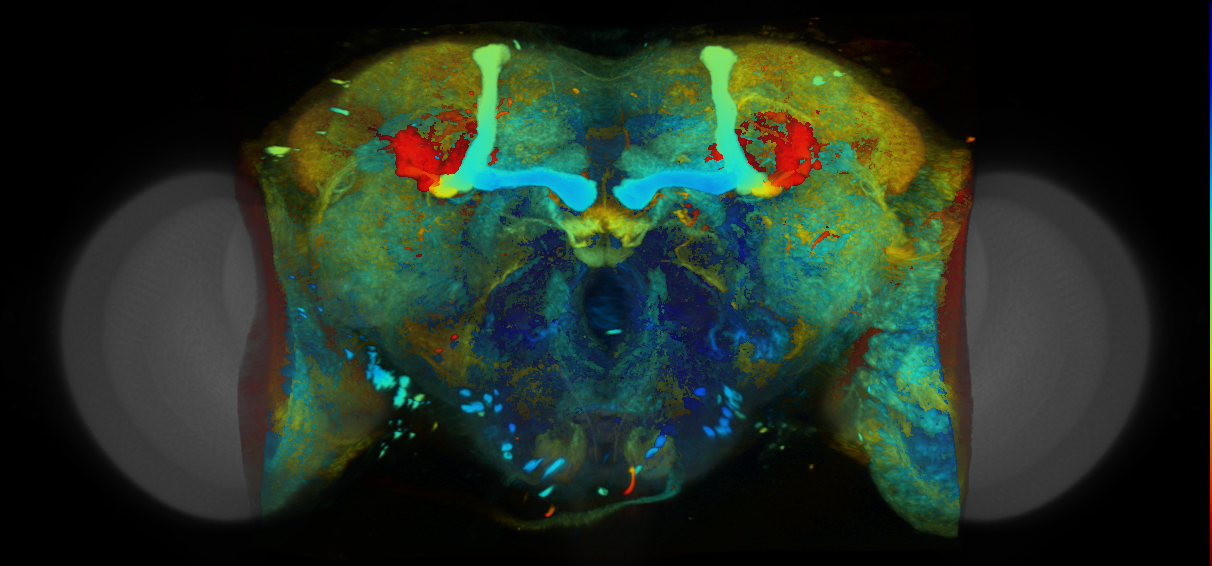 P{VT056150-GAL4} expression pattern