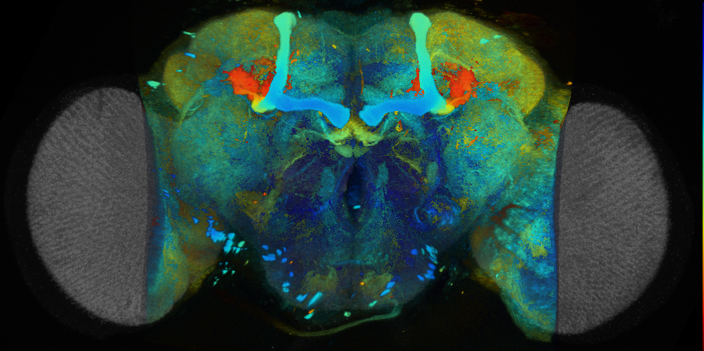 P{VT056150-GAL4} expression pattern