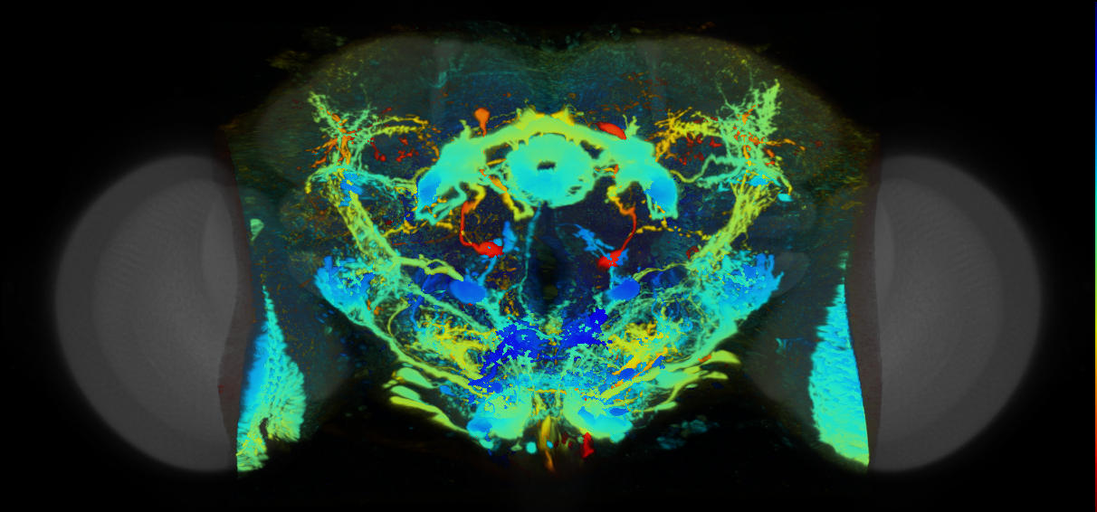 P{VT056366-GAL4} expression pattern