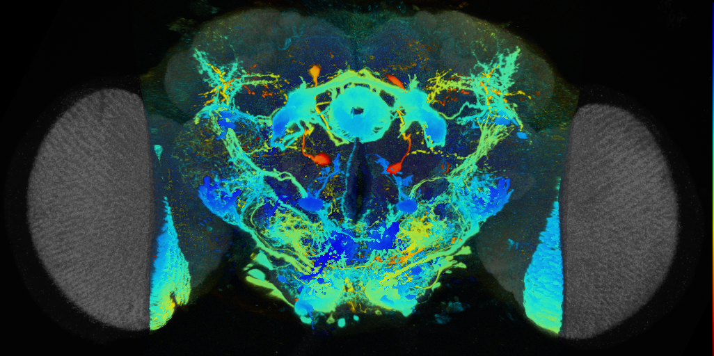 P{VT056366-GAL4} expression pattern