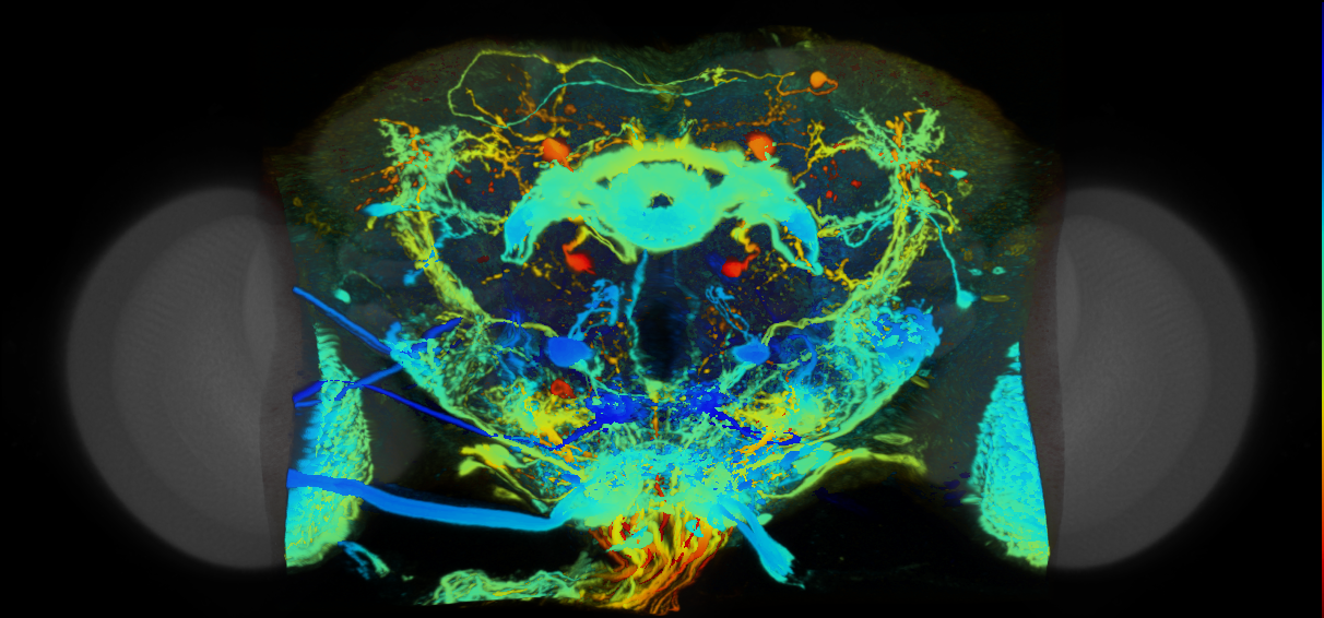 P{VT056366-GAL4} expression pattern