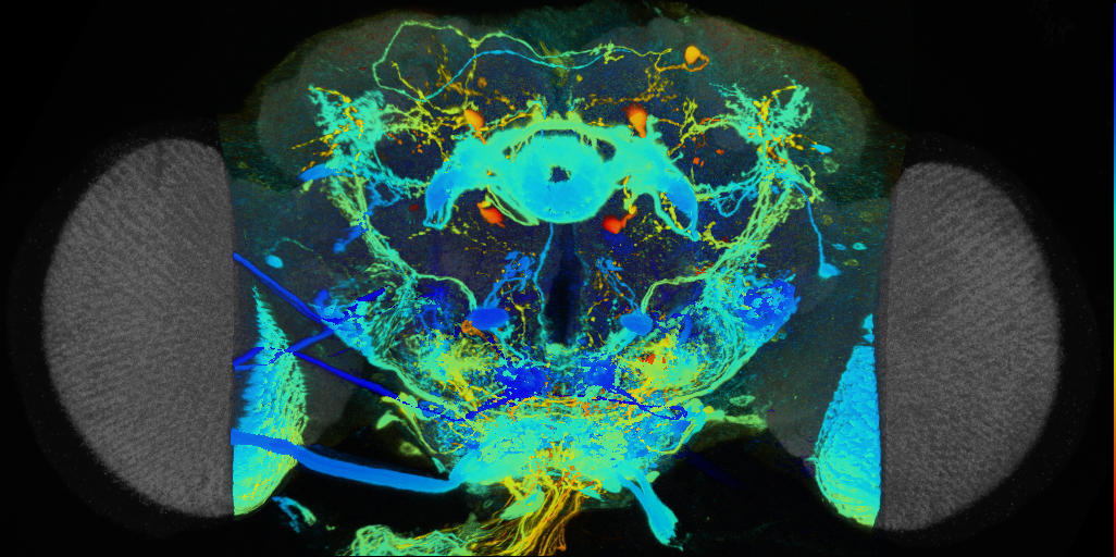 P{VT056366-GAL4} expression pattern