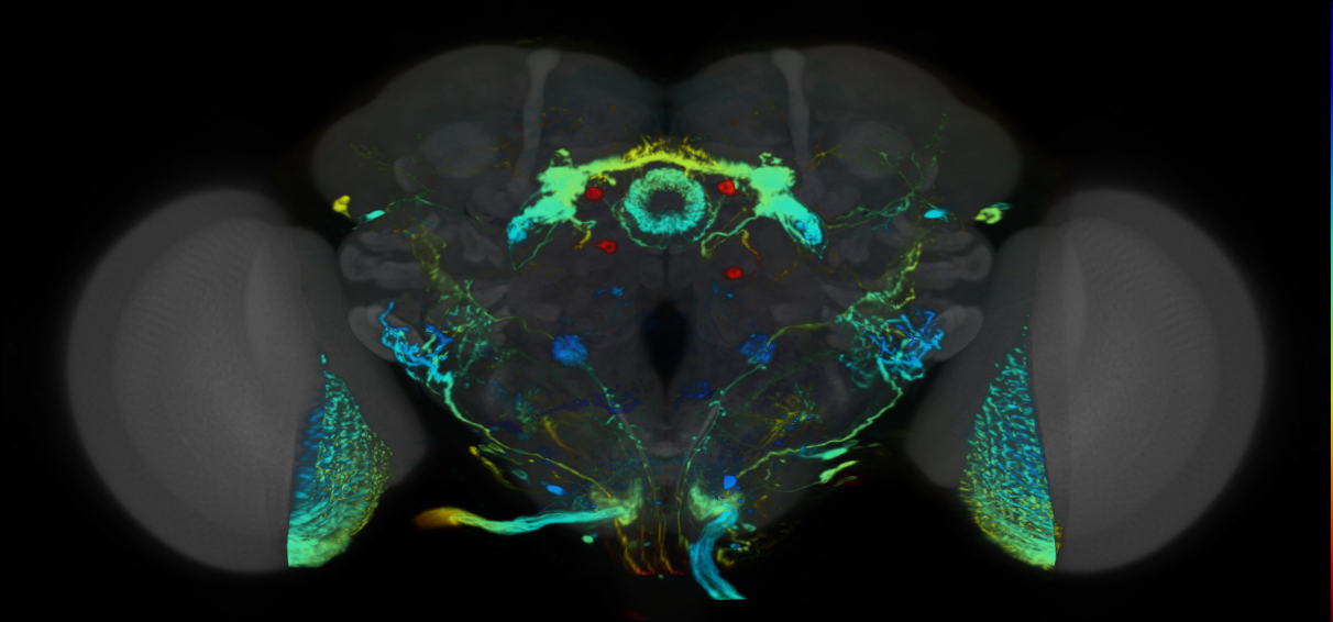 P{VT056366-GAL4} expression pattern