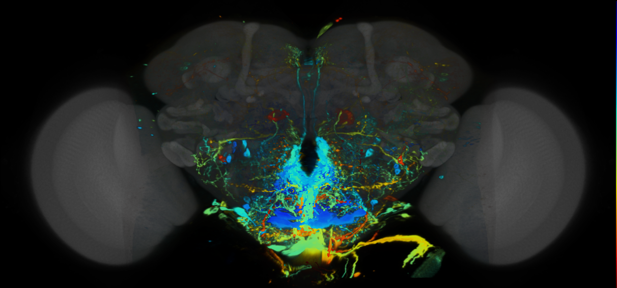 P{VT056375-GAL4} expression pattern