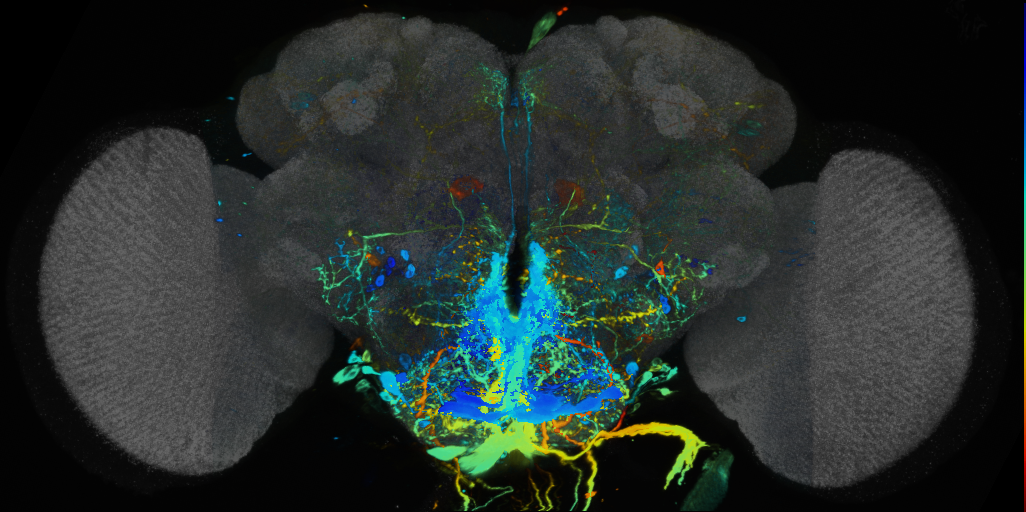 P{VT056375-GAL4} expression pattern