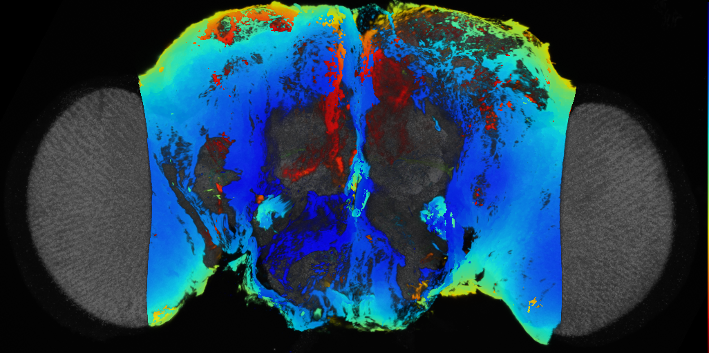 P{VT056445-GAL4} expression pattern