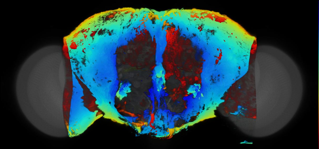 P{VT056445-GAL4} expression pattern