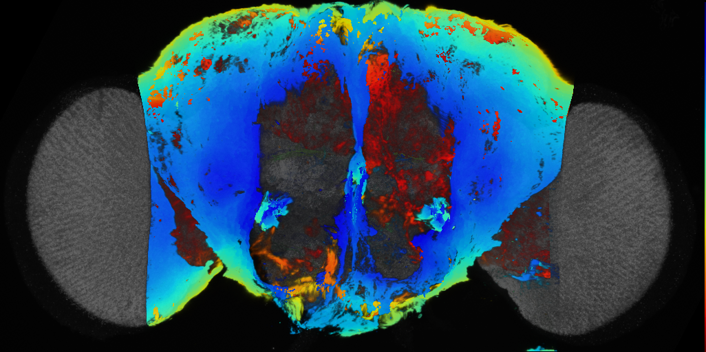 P{VT056445-GAL4} expression pattern