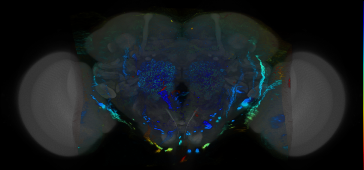 P{VT056601-GAL4} expression pattern