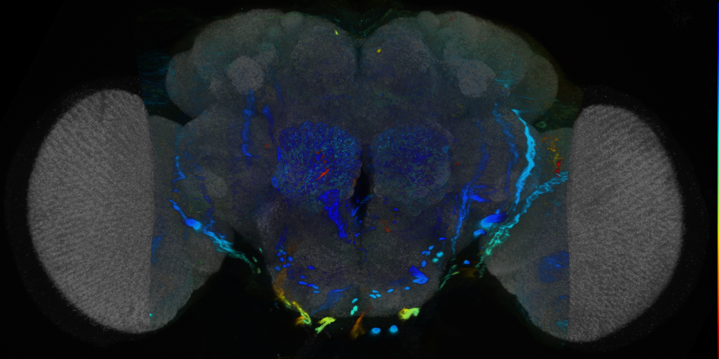 P{VT056601-GAL4} expression pattern