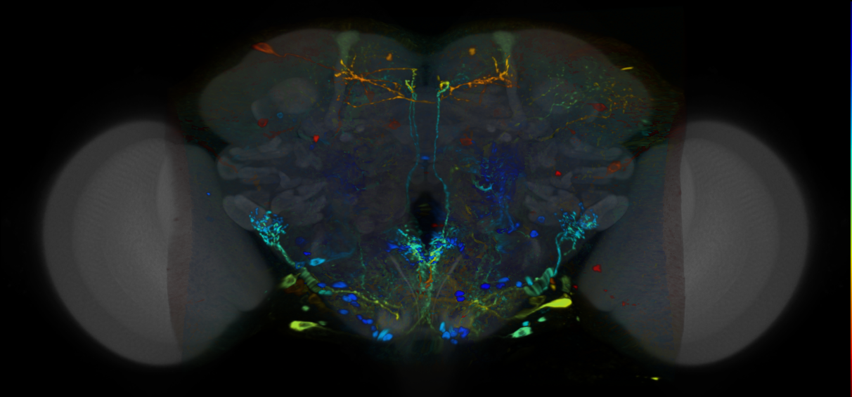 P{VT056756-GAL4} expression pattern