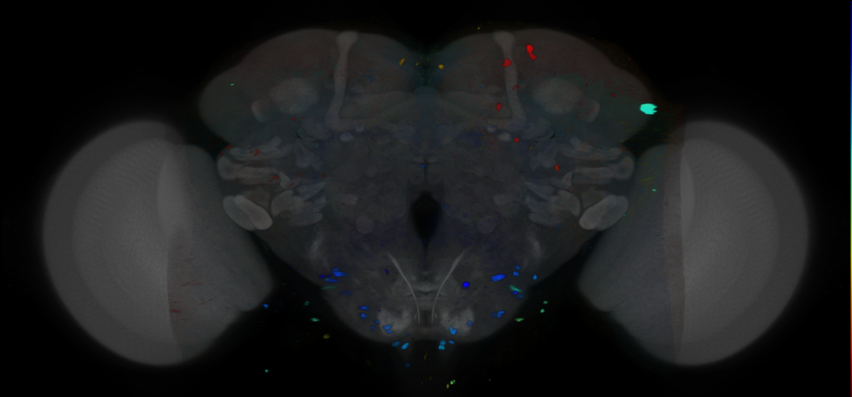 P{VT056756-GAL4} expression pattern