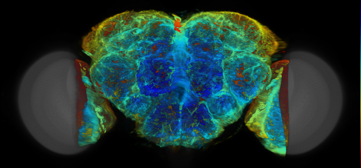 P{VT056758-GAL4} expression pattern