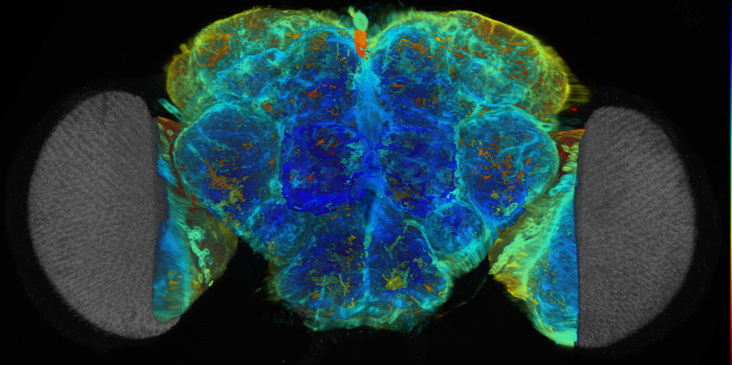 P{VT056758-GAL4} expression pattern