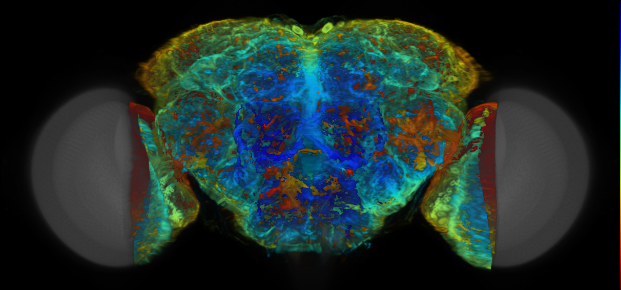 P{VT056758-GAL4} expression pattern