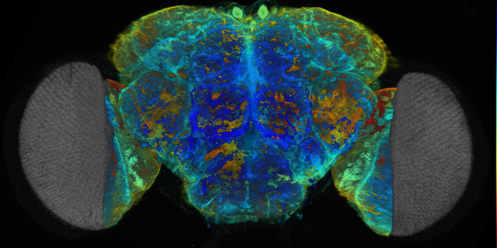 P{VT056758-GAL4} expression pattern