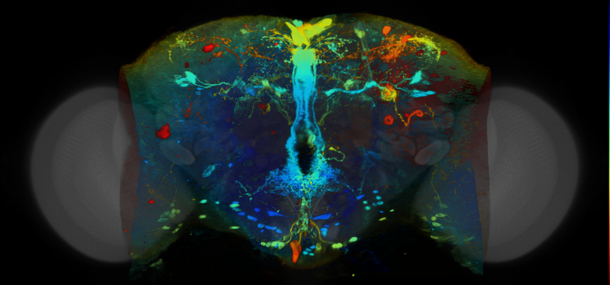 P{VT056772-GAL4} expression pattern
