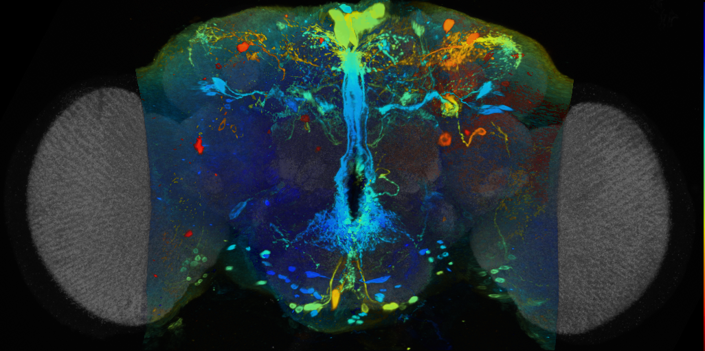 P{VT056772-GAL4} expression pattern