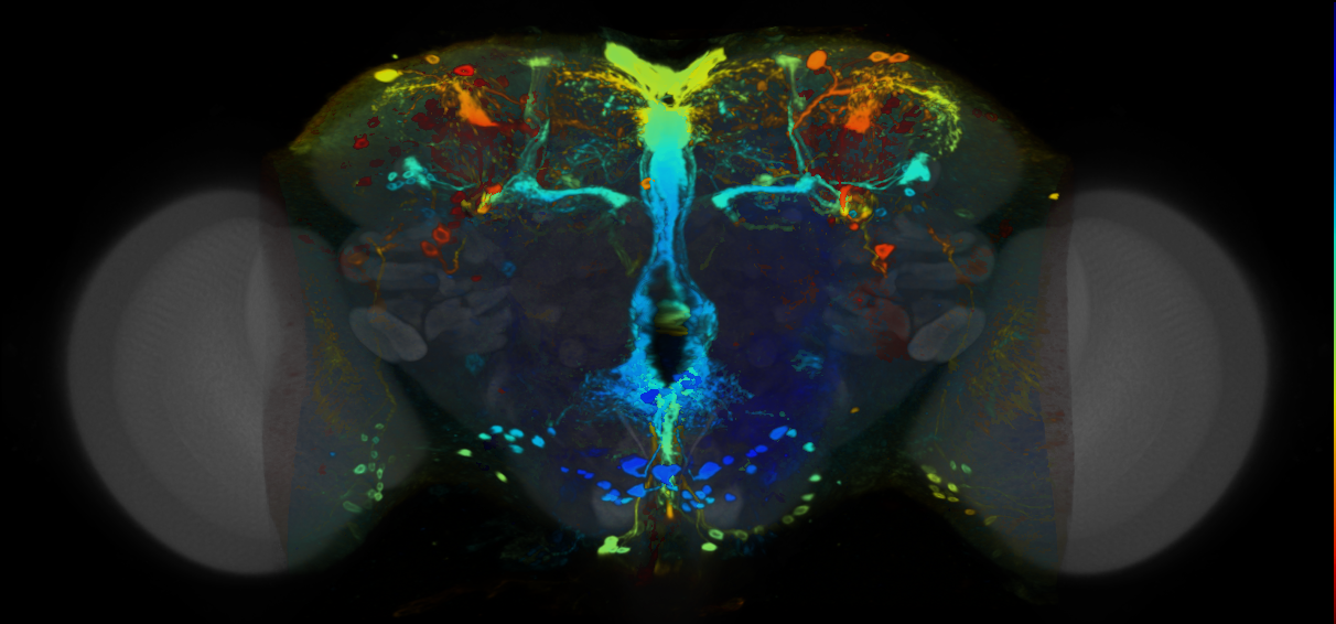 P{VT056772-GAL4} expression pattern