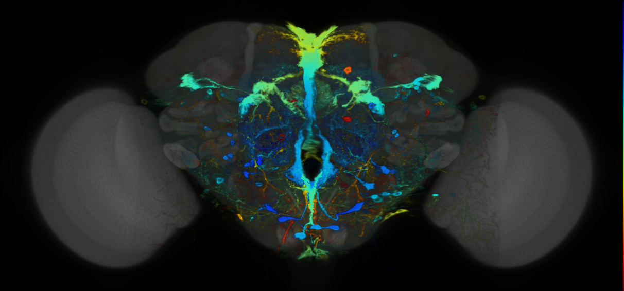 P{VT056773-GAL4} expression pattern