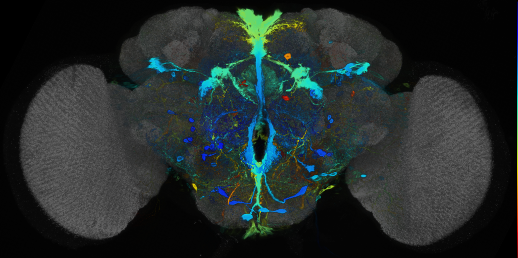 P{VT056773-GAL4} expression pattern
