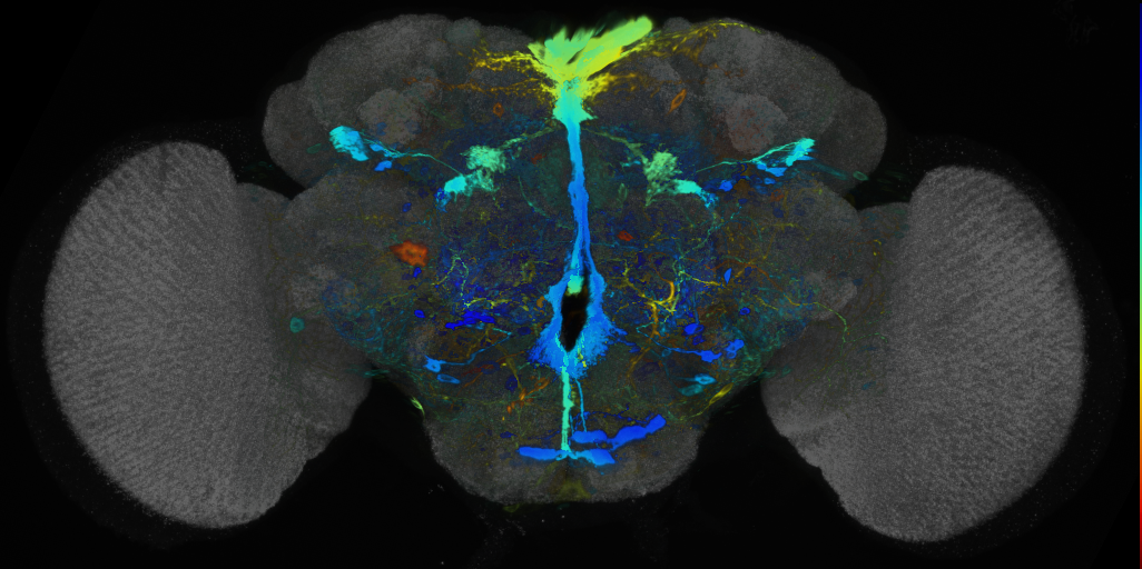 P{VT056773-GAL4} expression pattern