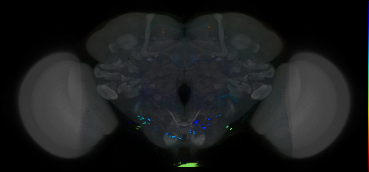 P{VT056800-GAL4} expression pattern