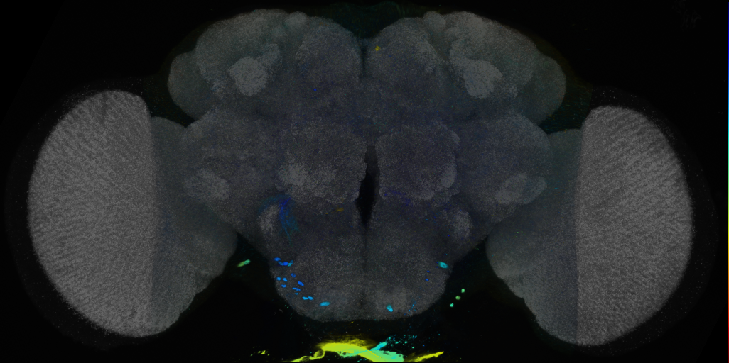 P{VT056800-GAL4} expression pattern