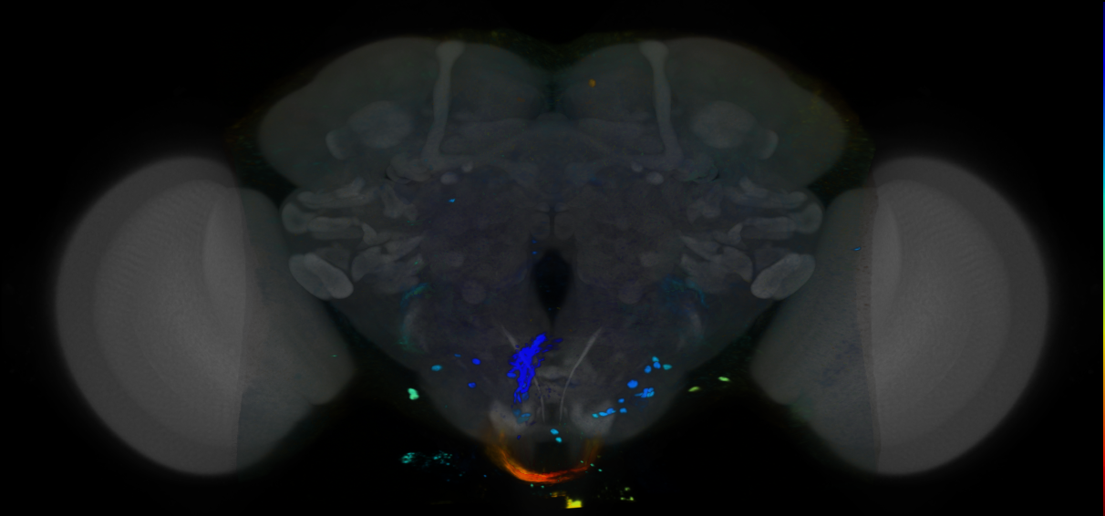 P{VT056800-GAL4} expression pattern