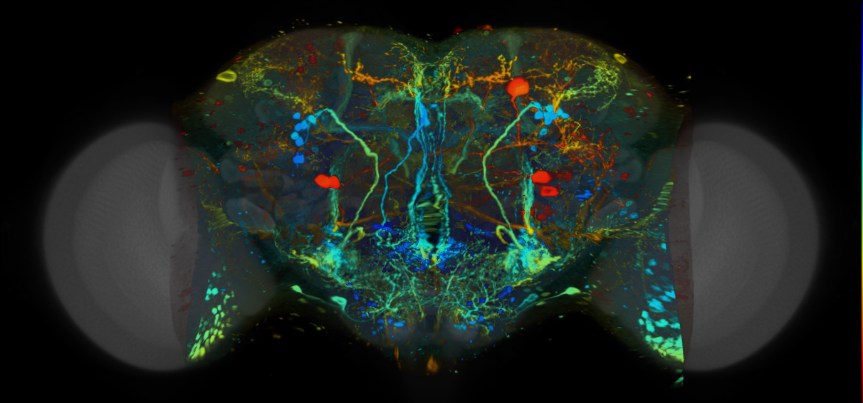 P{VT056812-GAL4} expression pattern