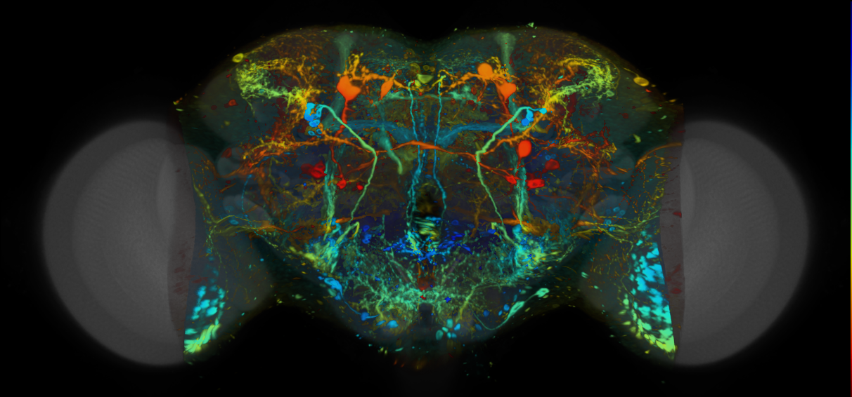P{VT056812-GAL4} expression pattern