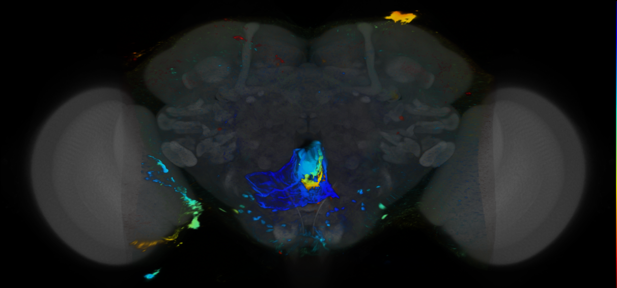 P{VT057056-GAL4} expression pattern