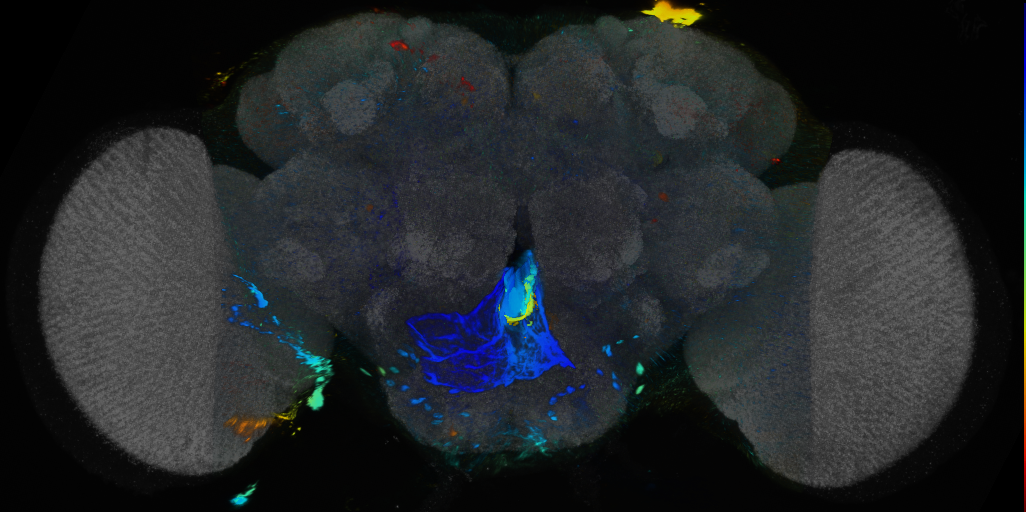 P{VT057056-GAL4} expression pattern